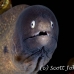moray_whiteeyed_ph_hsb_r_h_0053_kom1970.jpg
